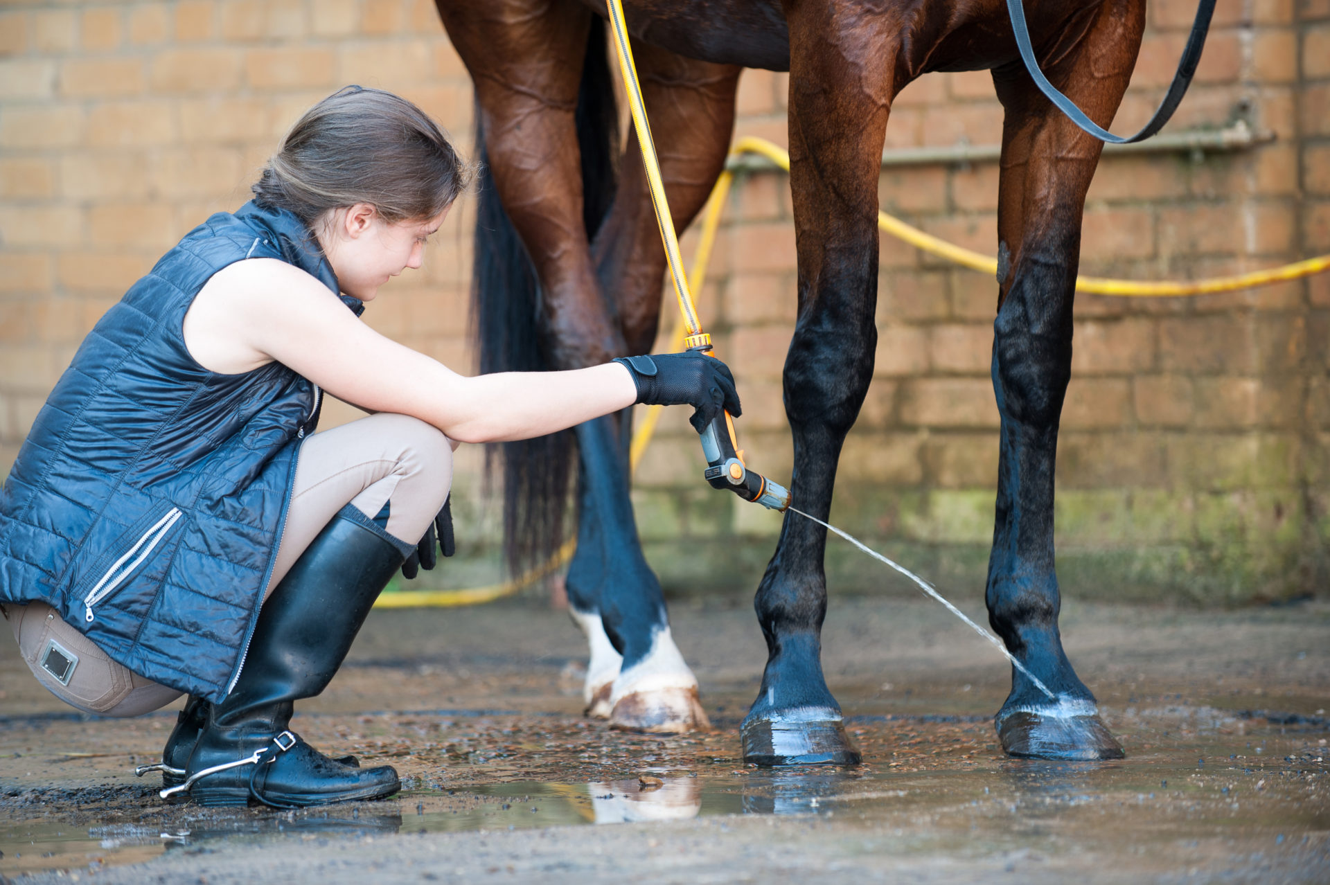 Learn more about horse management online Photograph of a lady cleaning a horse