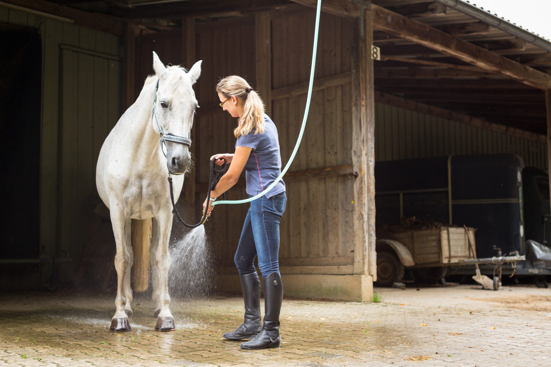 What is covered in the horse management course? Photograph of a lady hosing down a horse in a yard