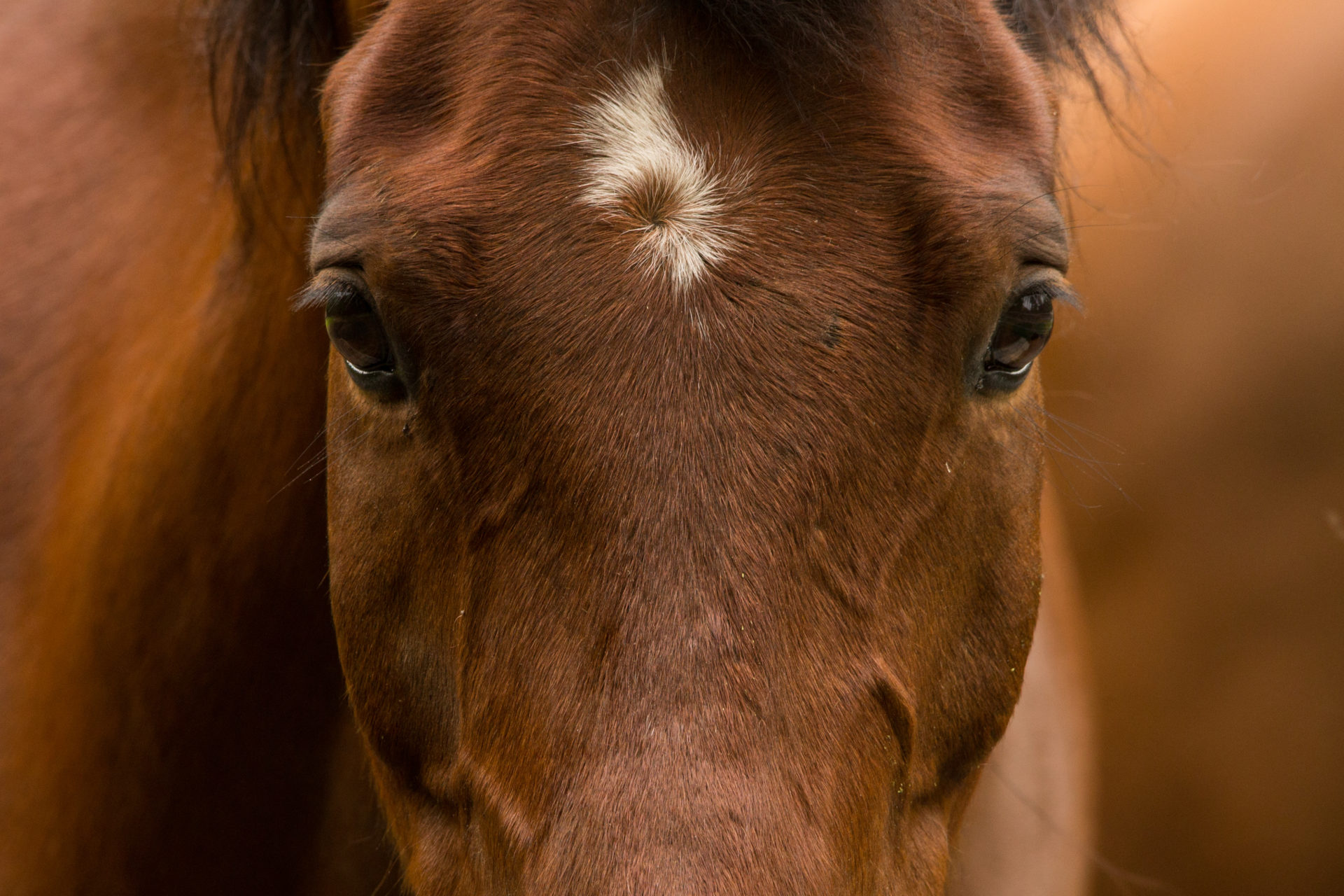 Recognising saddle fit images Photograph of a horse rearing up