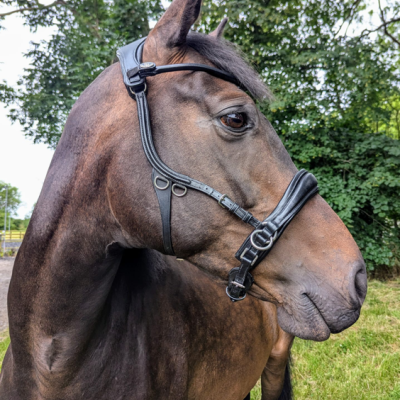 Image of Evo Equine Emperor Bitless Bridle