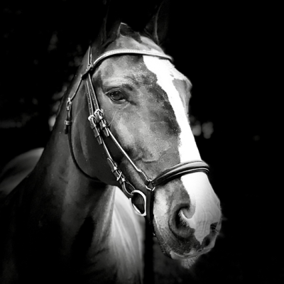 Image of Evo Equine Deontae Single Drop Bridle