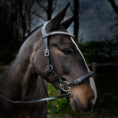 Image of Evo Equine Elite Bitless Bridle