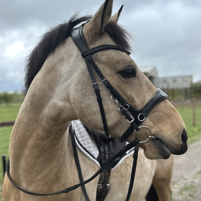 Image of Evo Equine Easy Ride 4 Way Bridle