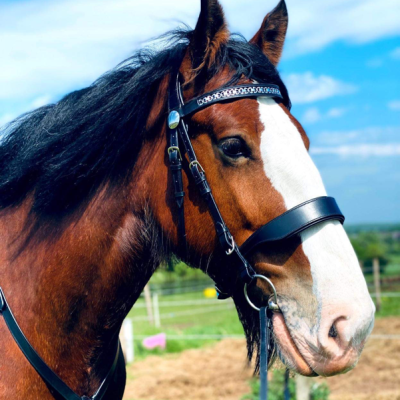 Image of Evo Equine Shire Horse / Heavy Horse Bridle