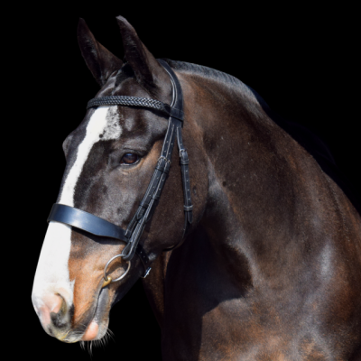 Image of Evo Equine Classic Hunter Bridle